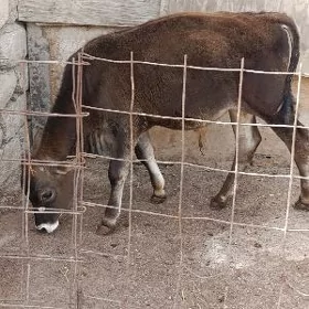 ŞWES ÖKÜZ ARASSA
