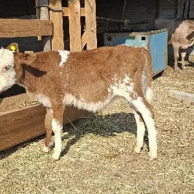 göle öküzçe