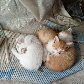 Котята