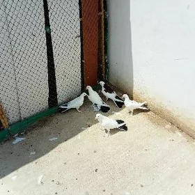 Kepderi