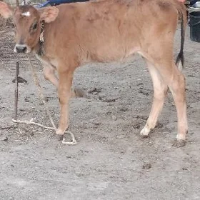 ŞWES GÖLE ARASSA