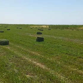 bede ýornja garşyk