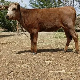 gaçar