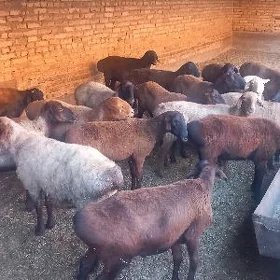 Biçikli goçkarlar