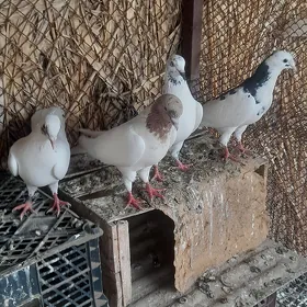 kepderi