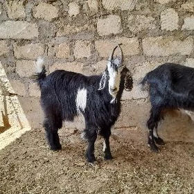 Çebiş