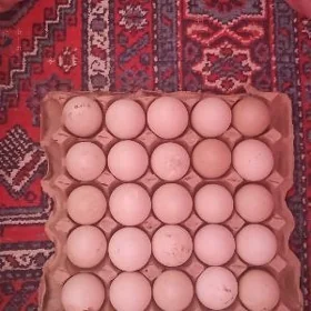 ordek yumurga induwutga SESIZ
