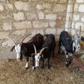 Geciler