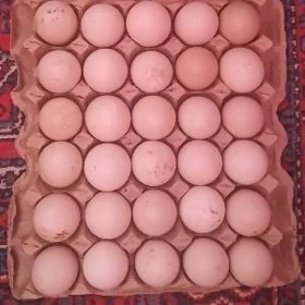 ordek yumurga induwutga SESIZ