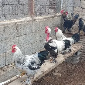 Horaz Horazlar