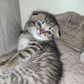 вислоухие котята