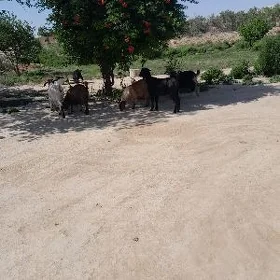 geçi