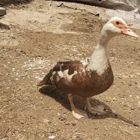 Guş