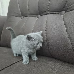 кошечки  
