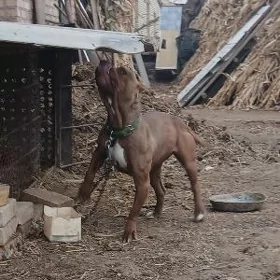 Pitbul