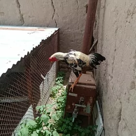 ursak horaz