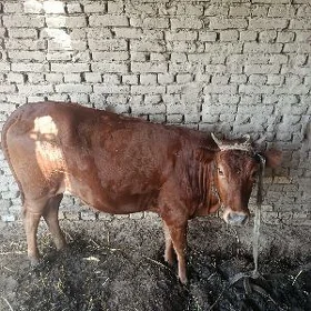 bakylan gulajyn