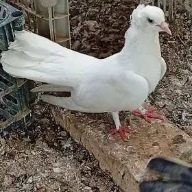 Kepderi