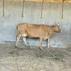 goleli