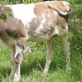 Göle