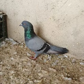 kepderi
