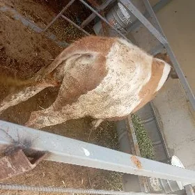 öküz
