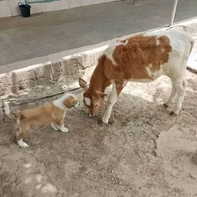 okuzce