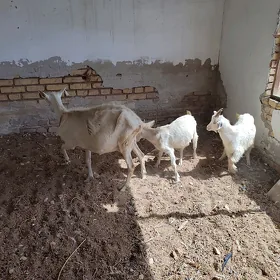 Geci