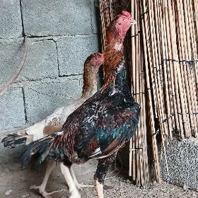 Tasgenit maÿak horaz