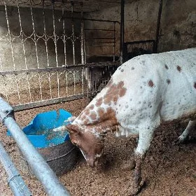Sygyr gapyda bakylyp duran