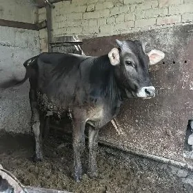 Öküzçe