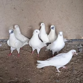 kepderi