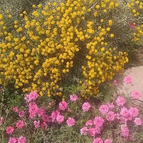 Gurtly 