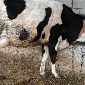 goleli sygyr bogaz tuwe