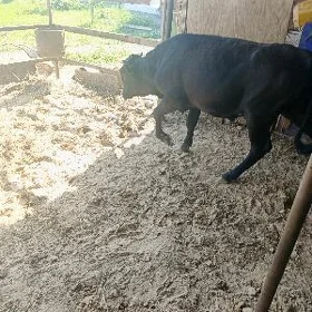 Öküz
