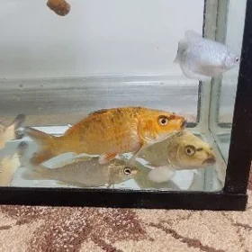Koi
