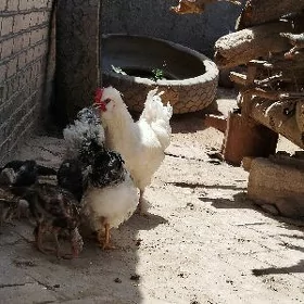 durli tohum towuklar