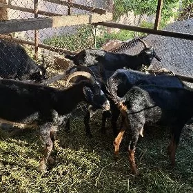 geci