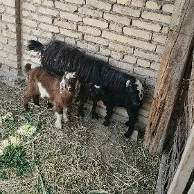 owlaglar ve owlagly geci