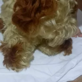 собачка