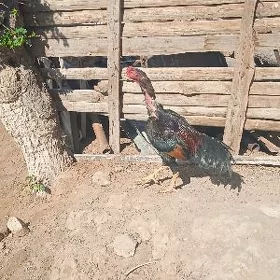 baýes