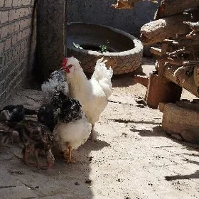 durli tohum towuklar