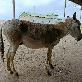 Eşek