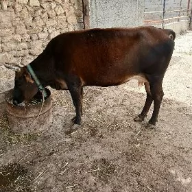 Sygyr