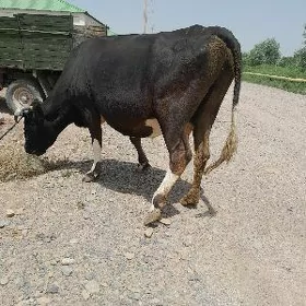 sygyr