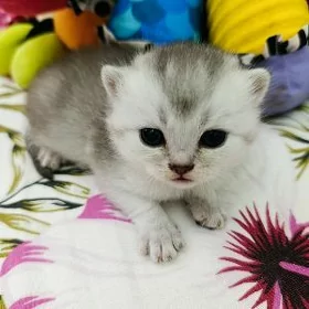 шотландский мальчик
