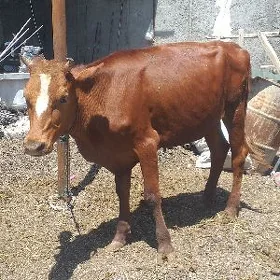Tüwe