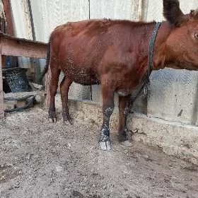 Tüwe