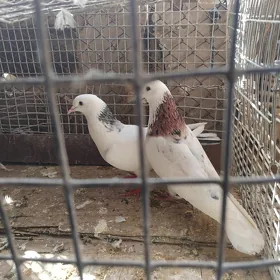 kepderi