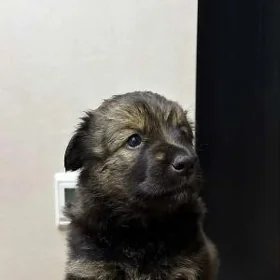 собака